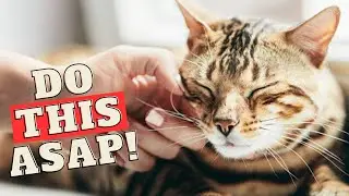 THIS Will Happen! If You Rub Your Cat&rsquo;s Cheeks Every Day 😻