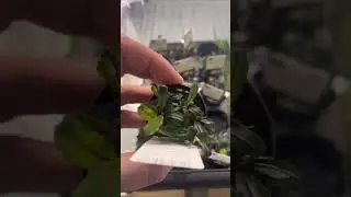 Bucephalandra Theia Red #aquarium #plants #aquascape