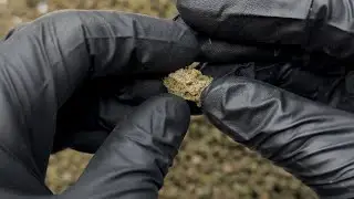 Dream Queen THCa Smalls by Hemp-Flower.com