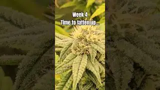 Should start packing on size the 2nd half plus during bloom. 🙏 #shortvideo #trap #fye #music #420