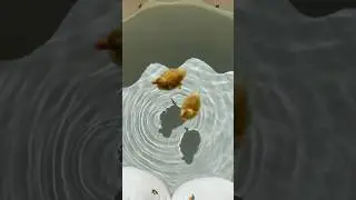 Ducklings in the kiddie pool #shorts #petducks