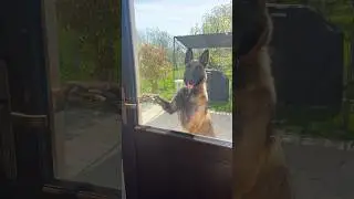 Buna dimineata in limbaj de caine.
