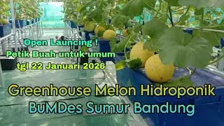 Greenhouse melon hidroponik