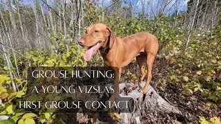 Grouse Hunting: A young Vizslas first Grouse Contact