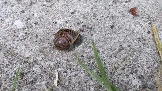 Snail Problems!