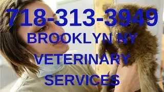 Brooklyn Emergency Vet Call Now: 718-313-3949 Find 24-Hour Veterinary Service Nearby Park Slope