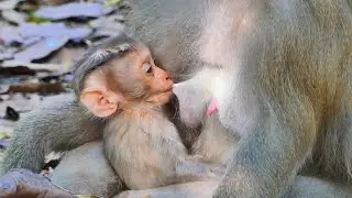 Very sweet__ Cuties baby Rina not wait try so fast to drink sweet milk mommy.
