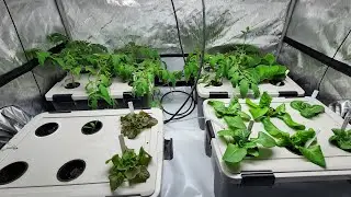 Start Your Hydroponic Garden: Tomatoes, Cucumbers, Lettuce 2025 Tutorial part 2!