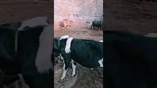 #cow#bflow#desi#culture#punjabi#culture#deryform#
