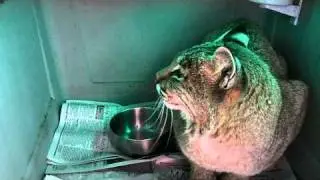 Bobcat Going To The Vet