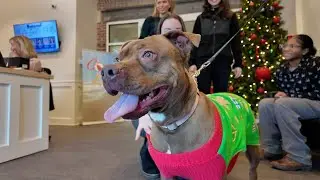 Meet Dolly: A Big Heart Looking for a Holiday Home