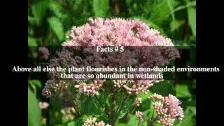 Eutrochium maculatum Top # 8 Facts
