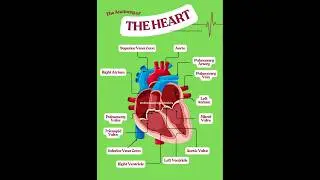 The Anatomy of Human Heart #humanheart #heart #science #biology #structureofheart
