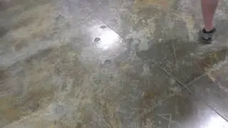 Seems other animals helped with the construction! Paw prints in floor!