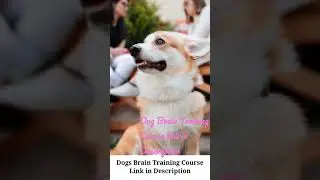 3 Most Popular Dogs Training Methods | How To Train Dogs | Dogs Brain Training | #shorts #dogsvideo