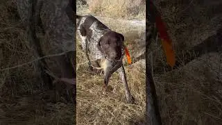 Chukar Checkmate #chukar #uplandgame #uplandhunting #birdhunting #birddog #birdhunting #hunting