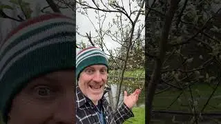 Когда опрыскивать фруктовые деревья