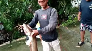 Rezeki banjir, dapat lele monster di sungai.