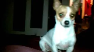 Cutest Jack chi