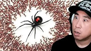 Crazy Korean reacts to 1,000 Ants vs Black Widow 🤯