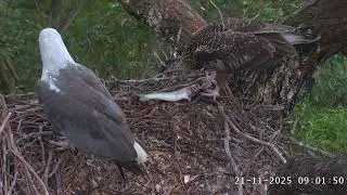 WB Sea Eagle Cam: 2025.11.21 Still struggling in unzipping the big fish.
