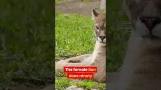 Interesting history facts about animals #shorts #history #facts