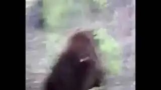 С мишкой шутки плохи