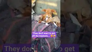 ❤️#play #food #world #dogs #kindness #highlights #show #pets #dog