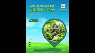 Best Quality Nilgiri Grass Available in wholesale price at Delhi-NCR Call/WhatsApp 8595359514