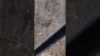 BUCK GROWL? LONG GRUNT? Listen to this unique whitetail buck sound! Intense encounter ground blind!