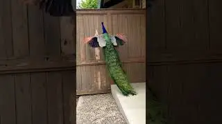 Beautiful Peacock flying in Slow Motion 🦚🥰😍 #shorts