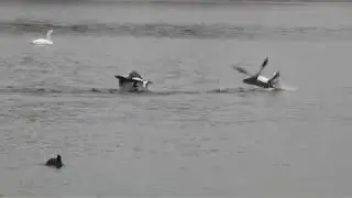 Egyptian Geese fighting