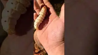Witchetty grub. #nature #viralvideo #australia #wildlife #fyp
