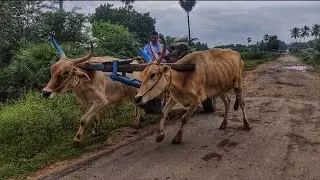 Bullockcart heavy ston loading videos