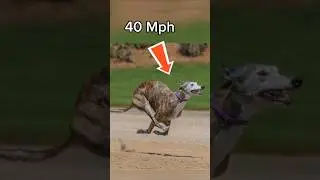 Greyhounds can run up to 45 mph! #shorts #greyhounds #dogs