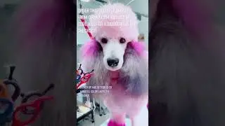 OPAWZ Pet Color Shampoo - Safe and Gentle Formula For Creative Grooming
