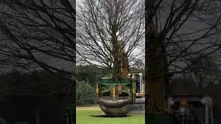 We&rsquo;ve just transplanted some of the largest trees in our collection! 😍