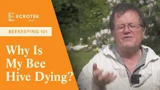 Beekeeping 101: Why is my bee hive dying? Dr Mark Goodwin