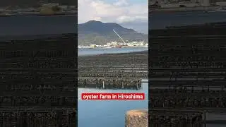 oyster farm