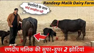 Randeep Malik।।Super Duper पहले बयात की झोटिया 🐂 Quality se कोई समझौता नहीं 📞9817131733