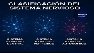 Clase 1 parte 2. El bueno el malo y el feo. Clasificación del Sistema Nervioso (viene con GPS)