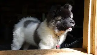 Meet Chief! A Log Cabin And A Fluffy Puppy. 3 Month Old Long Haired Akita.
