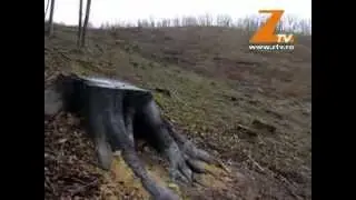 DEFRISARI MASIVE DE PADURE. CINE ESTE RASPUNZATOR?
