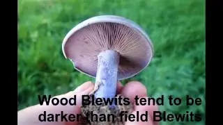 Wood Blewit forage💜#blewit #foraging #mushroomhunting