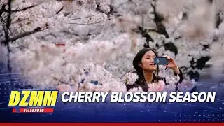 Wanna see Japan&rsquo;s cherry blossoms this year? Here&rsquo;s what you need to know | DZMM Teleradyo