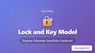 Lock and Key Model: Enzyme-Substrate Specificity Explained | Enzymes Series