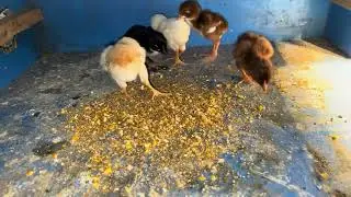 First day Chicks Feeding Time 