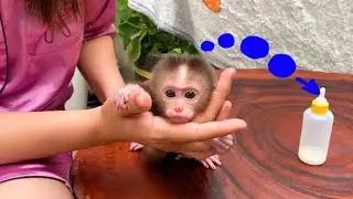 Wipe the monkey dry ,Then take the cute baby monkey and put on diapers and drink milk.