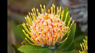 Visit the UC Santa Cruz Arboretum & Botanic Garden