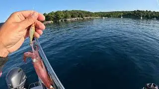 squid fishing season Adriatic